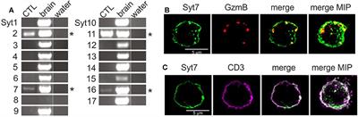 Cytotoxic Granule Trafficking and Fusion in Synaptotagmin7-Deficient Cytotoxic T Lymphocytes